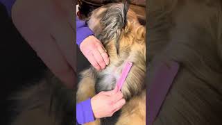 Wicket the Briard  Hairstyle briard grooming fluffydog [upl. by Phira]