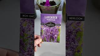 How to Cold Stratify Lavender Seeds [upl. by Burg854]