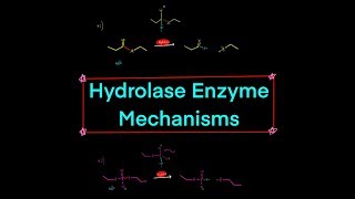 Types of Hydrolase Enzymes w Mechanisms peptidase nuclease lipase glycosylase phosphatase [upl. by Arnold]