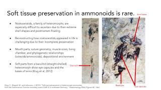 Marriott  Reconstructing nostoceratid heteromorph ammonoids [upl. by Retlaw]