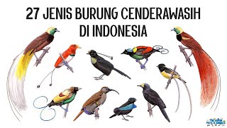 27 Jenis Burung Cenderawasih Birds of Paradise di Indonesia [upl. by Amalburga]