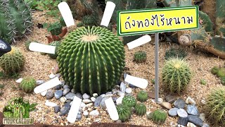 ถังทองไร้หนาม Echinocactus grusonii var inermis  MookCactus [upl. by Nyluqcaj]