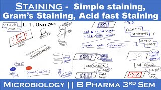 Staining techniques in microbiology  Simple staining  Gram s staining  Acid fast staining U2 [upl. by Noram]