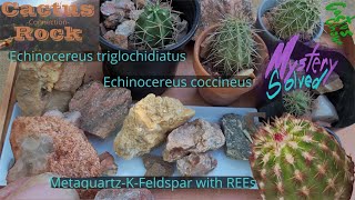 CactusRock Connection Secret Method Mystery Reveal 5 Echinocereus and Pelecyphora spp [upl. by Patrich527]