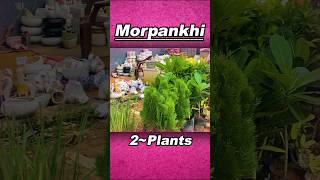 Different Morpankhi plant morpankhi plants nursery [upl. by Dihgirb]