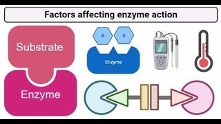 factors affecting Enzyme Activity  Temperature pH Substrate concentration Enzyme concentration [upl. by Jacy256]