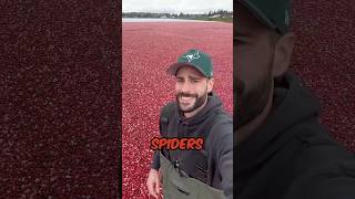 Are there Spiders in the Cranberries agriculture [upl. by Nwad481]