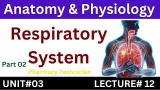 Respiratory System  Anatomy And Physiology  Pharmacy Technician [upl. by Mott]