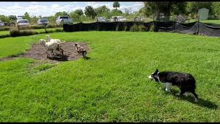 Australian shepherd herding sheep [upl. by Venu]