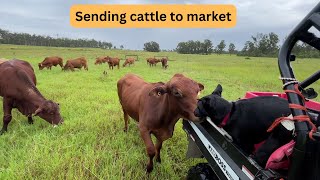 Sending cattle to market [upl. by Gorrian]