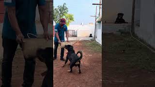 ROTTWEILER OBEDIENCE AND BITING CONTROL TRAINING [upl. by Oakley]