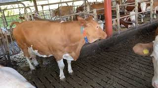 Fleckvieh cow with nine lactations 9800 litres per year [upl. by Searby]