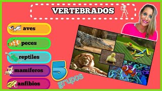 Los 5 Grupos de Animales VERTEBRADOS para NIÑOS [upl. by Noell]