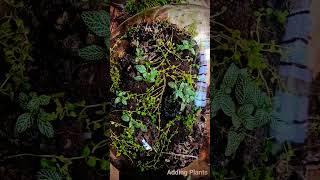 Making a Terrariumterrarium plants vivarium paludarium terrariumdesign reptile bioactive [upl. by Oigolue240]