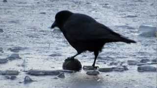 Crow and Gull play with Balls on Ice [upl. by Lindholm]