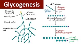 Glycogenesis  Glycogen Metabolism  Carbohydrate Metabolism  Biochemistry [upl. by Atinra]