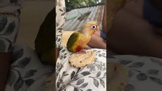 Miku ❤️reels birds viralvideo birds please like amp subscribe my channel 🥹❤️ [upl. by Lala]