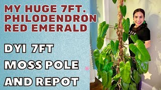 My Huge 7 Feet 😲 Red Emerald Philodendron  Repot amp DYI 7ft Moss Pole  Care Tips  Massive Philo [upl. by Valdemar543]