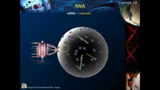 Citologia  Lezione 18 RNA pt 1 [upl. by Zined]