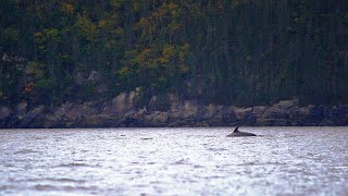 Kayaking with a 30ft Whale in a Narrow River Tadoussac QC Doc EP3 [upl. by Anirbaz]