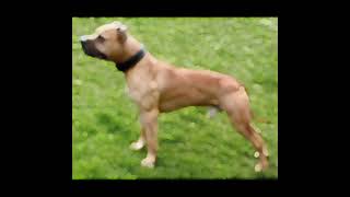 Double Gr Ch Haunch breeding 2023 Mayday dogs [upl. by Yelsew]