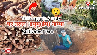 घर तरुलCultivated Yam काे बारेमा AZ जानकारी🔥 100 organic amp tasty 😋 Khem Thapa Magar Vlogs [upl. by Evilc958]