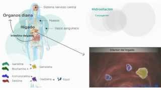 Metabolismo de las isoflavonas [upl. by Sigvard]