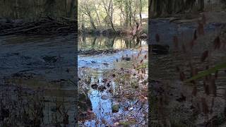 The Water Flow Is Rhythmic🌿🌞 naturelife naturehealing beautifulnature urban2nature shorts [upl. by Kimball]