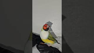 Gouldian Finch Red Headed White Breasted Hen Bird In The Living Room  Australian Finches [upl. by Isleana198]