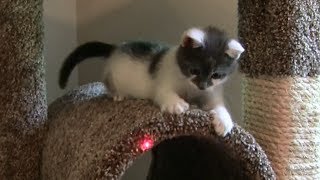 KITTEN VS LASER  Cute Kitten Leo Chasing Laser [upl. by Saravat92]