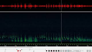 Cris sociaux de chauvessouris dans une colonie de maternité Pipistrelle commune [upl. by Udela36]