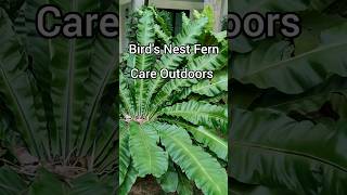 How to Care For Birds Nest Fern  purifying indoorplants plant ferns [upl. by Cadel333]