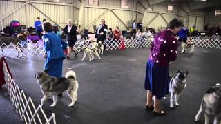 Sun Maid Kennel Clubs annual dog show [upl. by Nary]