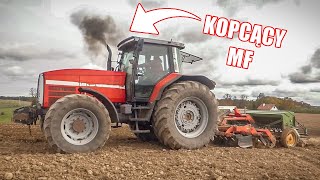 ⭐Uprawa oraz siew u Kamila⭐Kopcący MFZetorMassey FergusonBelarusAmazoneRNZ 2UNIA⭐ [upl. by Winchell]