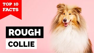 Rough Collie  Top 10 Facts [upl. by Jariah]