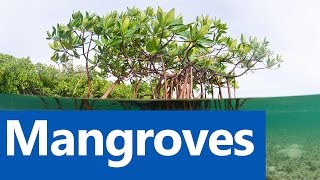 Mangroves  Roman Saini UPSC CSEIAS Preparation [upl. by Eerpud]