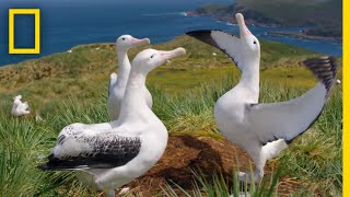 Albatrosses LifeLong Bond Begins With Elaborate Courtship – Ep 3  Wildlife Resurrection Island [upl. by Justinn770]