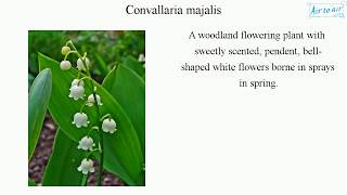 Convallaria majalis English  Medical terminology for medical students [upl. by Patsis]