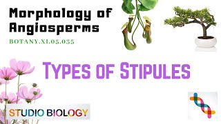 Class 11Botany LectureDiscuss The Different Types Of STIPULES amp Its Structure With Example335 [upl. by Aniuqal]