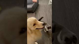 Who wants some treats dog goldenretriever cat scottishfold [upl. by Odlareg]