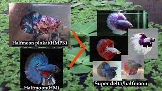 Betta Tail Types and Tail Crossbreeding Log [upl. by Hteazile]