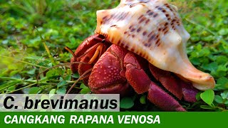 Kelomang Coenobita Brevimanus dengan Cangkang Rapana Venosa Putih  Relaxing Video  Crabpedia [upl. by Anikahs]