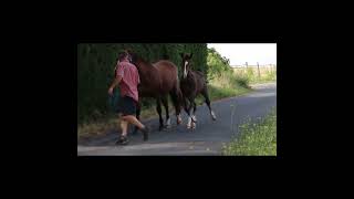 Cheval Ã vendre  Chic poulain par ANDIAMO SEMILLY  equirodicom [upl. by Illom156]