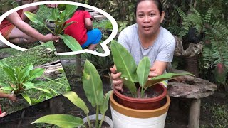 Propagating Philodendron Erubescens “ Green “ [upl. by Pinchas942]