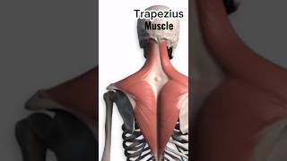 Action of Trapezius muscle ytshorts youtube [upl. by Ziza382]