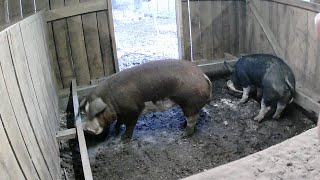 Breeding Hogs Artificial Insemination [upl. by Yelsnit]