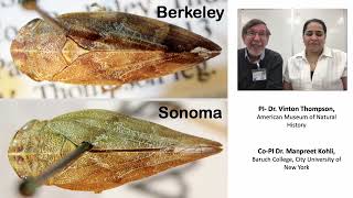 Taxonomic status population structure and identification methods for the vineyard spittlebug [upl. by Ahsinej]