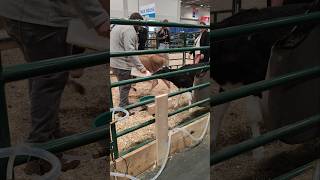 Two calves drinking milk cow animal animals toronto trending viral shortsviral vlog [upl. by Aneerol]