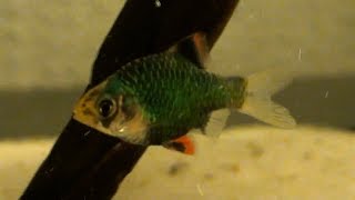 Puntius terazona HD  movie 01  Super Fighters  Green Tiger Barb [upl. by Sutphin]