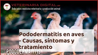 PODODERMATITIS en AVES  Causas síntomas y tratamiento [upl. by Ilhsa]